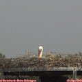 14_45-mast.jpg