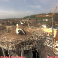 14_45-nest.jpg