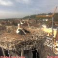 14_50-nest.jpg