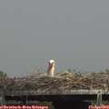 14_55-mast.jpg
