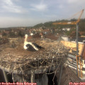 14_55-nest.jpg