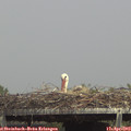 15_05-mast.jpg
