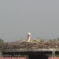 15_10-mast.jpg