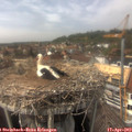 15_10-nest.jpg