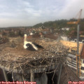 15_15-nest.jpg