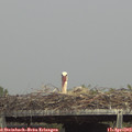 15_20-mast.jpg