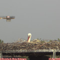 15_25-mast.jpg