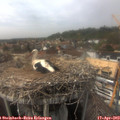 15_30-nest.jpg