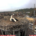 15_35-nest.jpg
