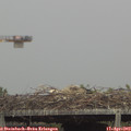 15_45-mast.jpg