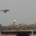 15_50-mast.jpg