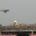 16_00-mast.jpg