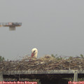 16_05-mast.jpg