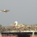 16_10-mast.jpg