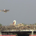 16_15-mast.jpg