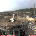 16_15-nest.jpg