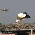 16_20-mast.jpg
