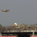 16_25-mast.jpg