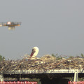 16_30-mast.jpg