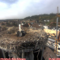 16_30-nest.jpg