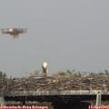 16_35-mast.jpg
