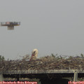 16_40-mast.jpg