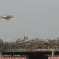 16_45-mast.jpg