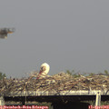 16_50-mast.jpg