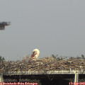 16_55-mast.jpg