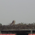 17_00-mast.jpg