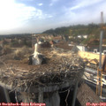 17_00-nest.jpg