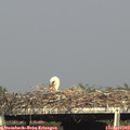 17_05-mast.jpg