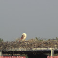 17_10-mast.jpg