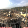 17_10-nest.jpg