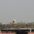 17_15-mast.jpg