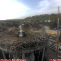 17_15-nest.jpg