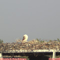 17_20-mast.jpg