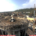 17_20-nest.jpg