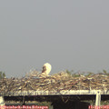 17_25-mast.jpg