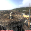 17_25-nest.jpg