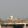 17_30-mast.jpg