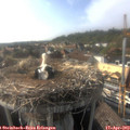 17_30-nest.jpg