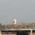 17_35-mast.jpg