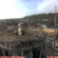 17_35-nest.jpg