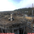 17_40-nest.jpg