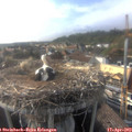 17_50-nest.jpg