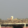17_55-mast.jpg