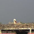 18_00-mast.jpg