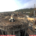 18_00-nest.jpg