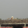 18_05-mast.jpg